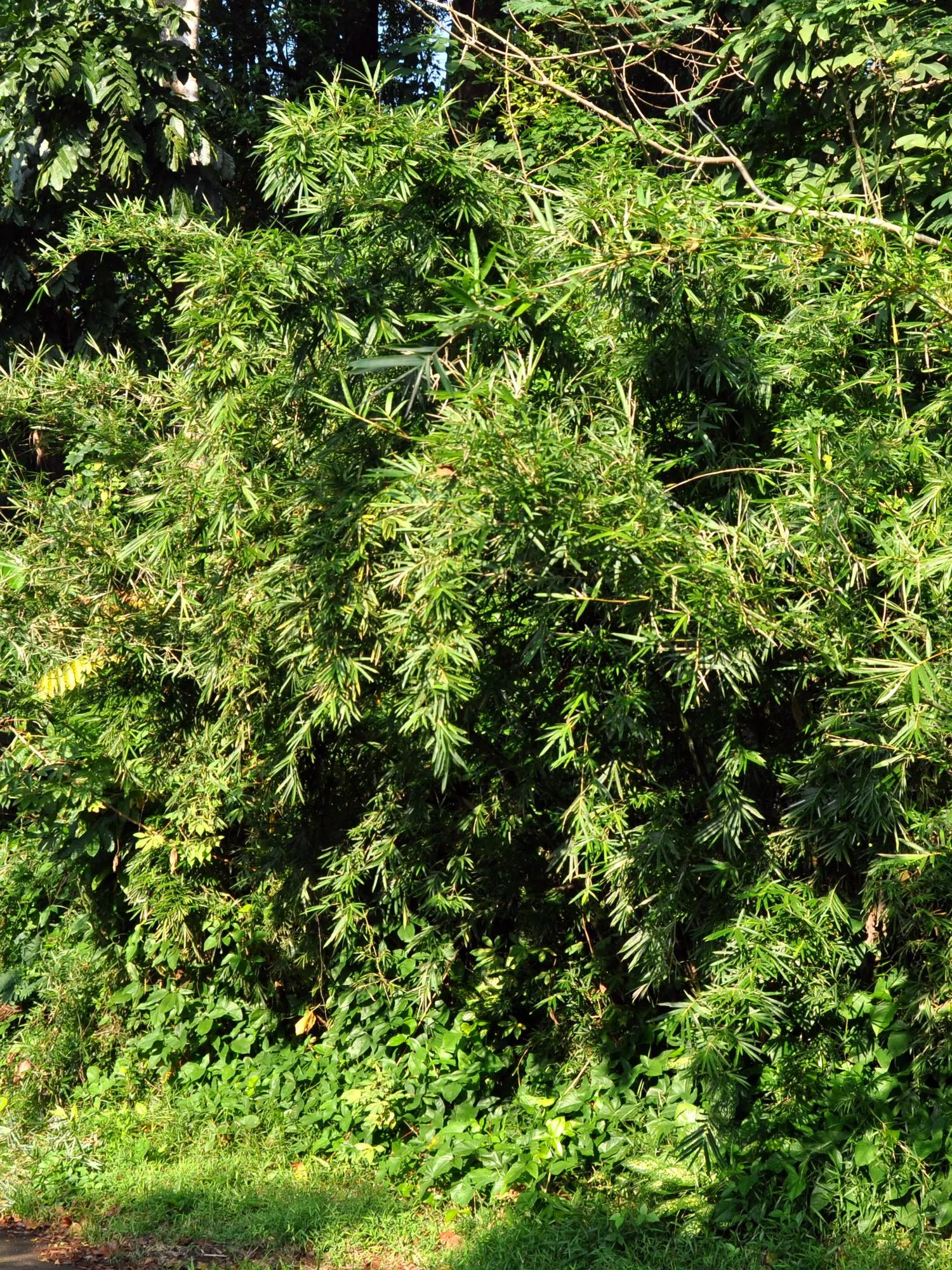 Alphonse Karr Bamboo (Bambusa Multiplex 'Alphonse Karr') — making it an excellent choice for residential gardens; is a visually striking clumping bamboo