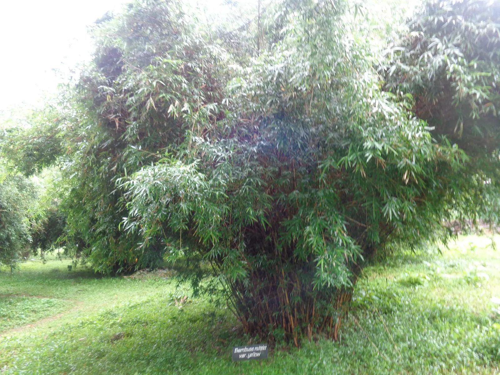 Alphonse Karr Bamboo (Bambusa Multiplex 'Alphonse Karr') — with the added advantage of being evergreen