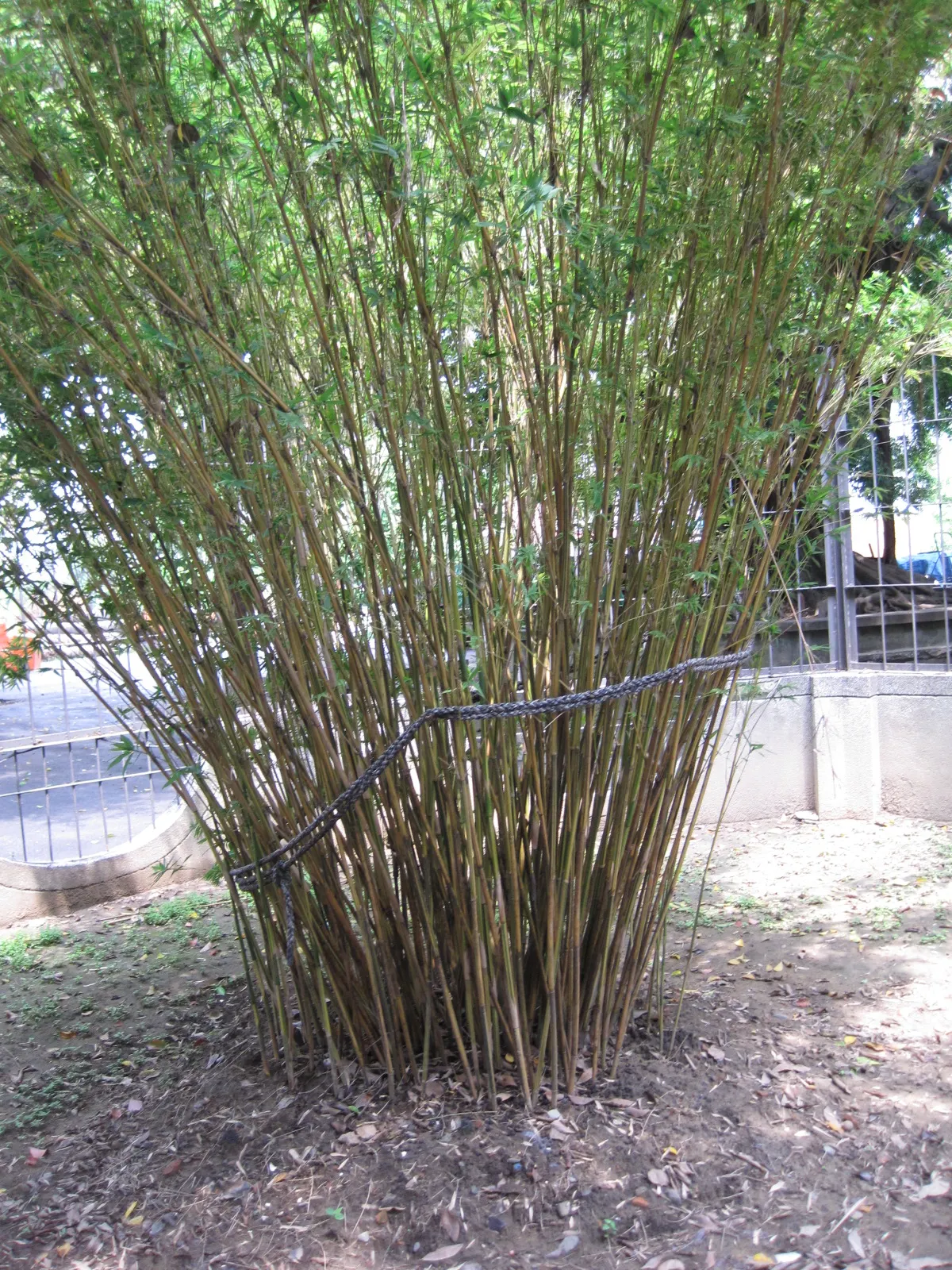 Alphonse Karr Bamboo (Bambusa Multiplex 'Alphonse Karr') — bamboo / shrub for full or half; well-draining soil will promote healthy growth