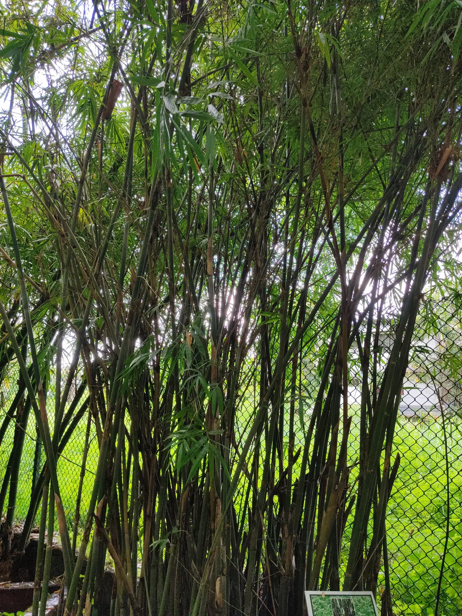 Alphonse Karr Bamboo (Bambusa Multiplex 'Alphonse Karr') — it's cold-hardy and adaptable but prefers full sun to partial shade; this non-invasive species