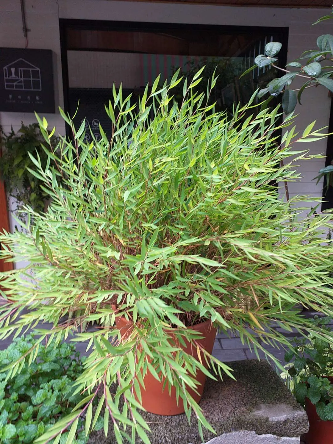 Alphonse Karr Bamboo (Bambusa Multiplex 'Alphonse Karr') — which exhibit a unique pattern of green stripes on a yellow-golden background; with a moderate