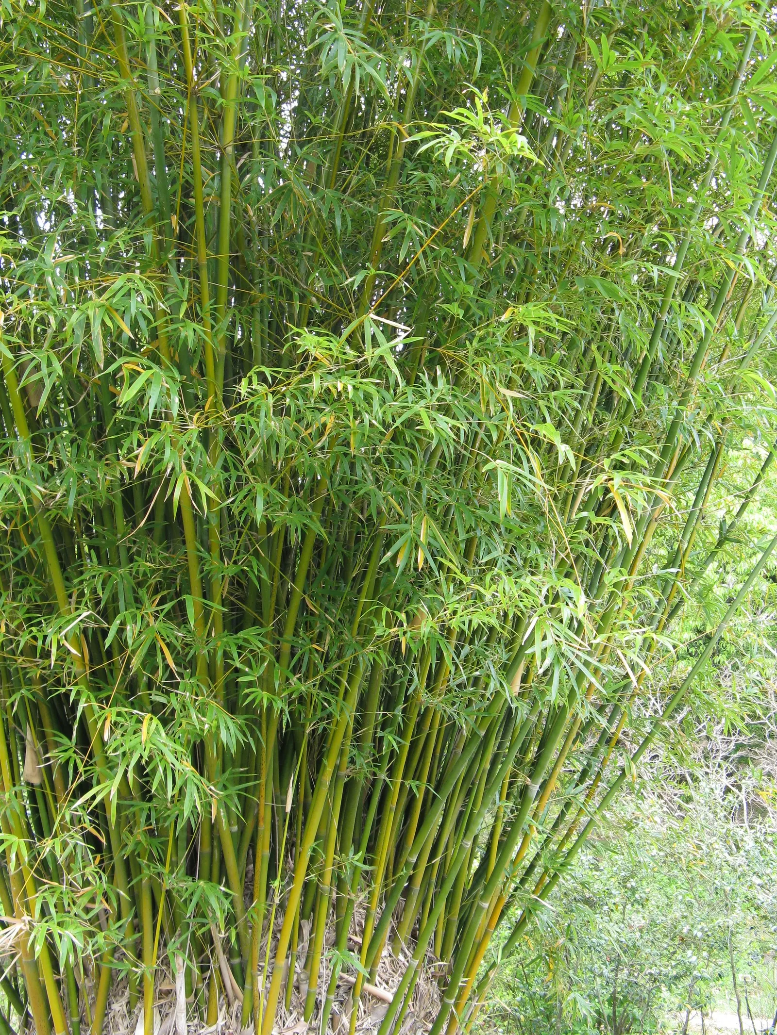 Alphonse Karr Bamboo (Bambusa Multiplex 'Alphonse Karr') — Thrives in USDA zones 7-9 and requires moderate watering
