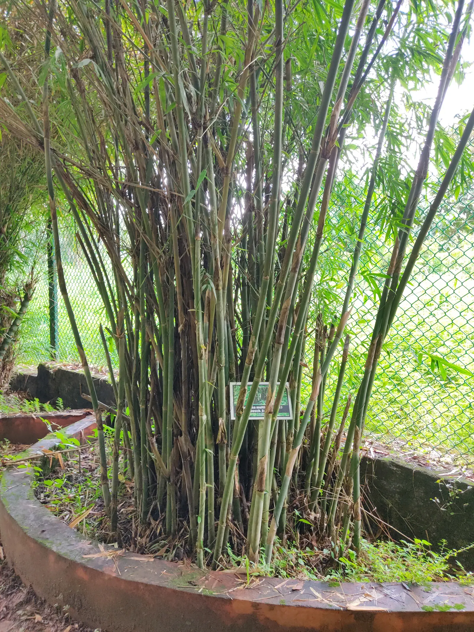 Alphonse Karr Bamboo (Bambusa Multiplex 'Alphonse Karr') — this species adds a splash of color and tropical flair to any landscape.<br><br>Typically; allow