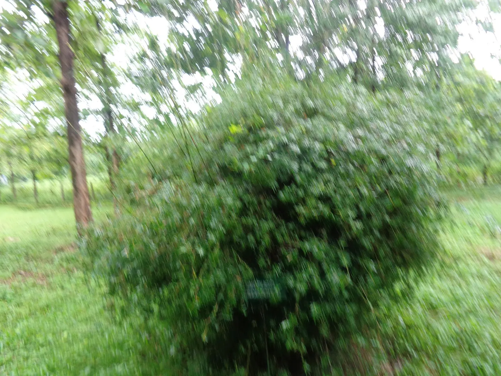 Alphonse Karr Bamboo (Bambusa Multiplex 'Alphonse Karr') — usually around 6 to 8 feet in diameter; with the added advantage of being evergreen
