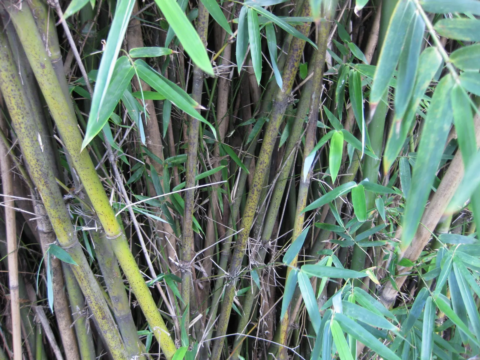 Alphonse Karr Bamboo (Bambusa Multiplex 'Alphonse Karr') — or focal points in landscapes; ensuring year-round privacy and greenery.<br><br>When planning for