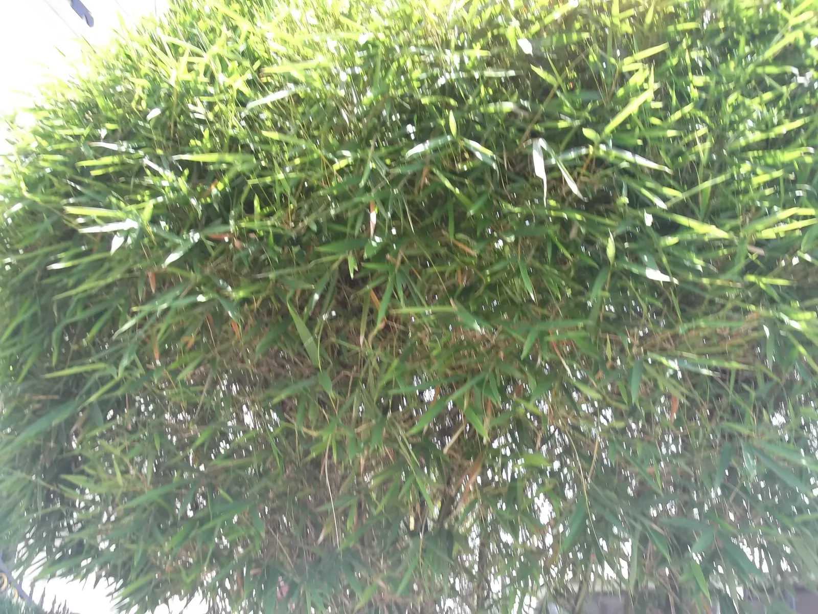 Alphonse Karr Bamboo (Bambusa Multiplex 'Alphonse Karr') — The culms are relatively slender, generally measuring between 0.75 to 1.25 inches in diameter