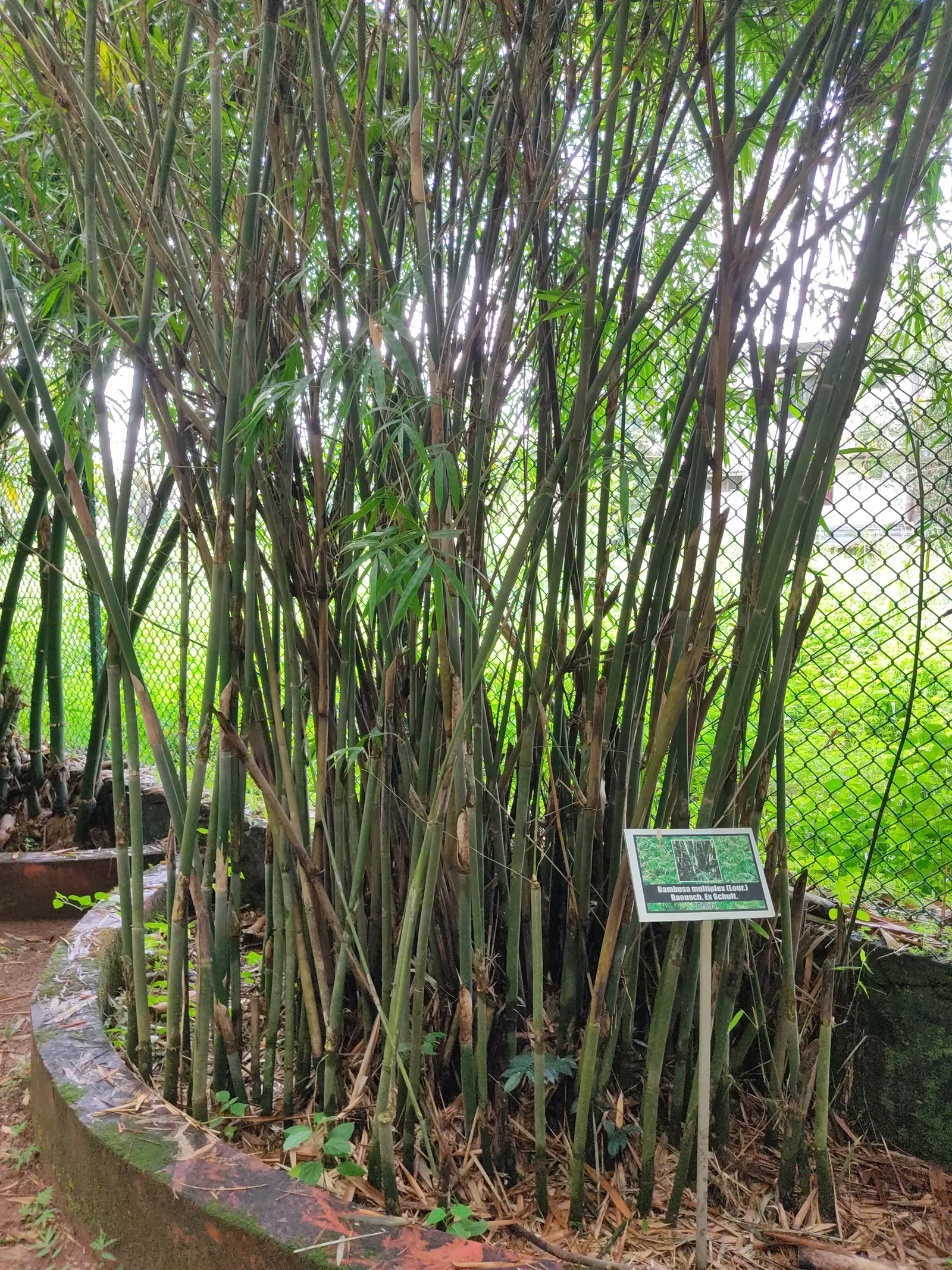 Alphonse Karr Bamboo (Bambusa Multiplex 'Alphonse Karr') — Ideal for privacy screens; alphonse Karr Bamboo reaches a mature height of 15 to 25 feet
