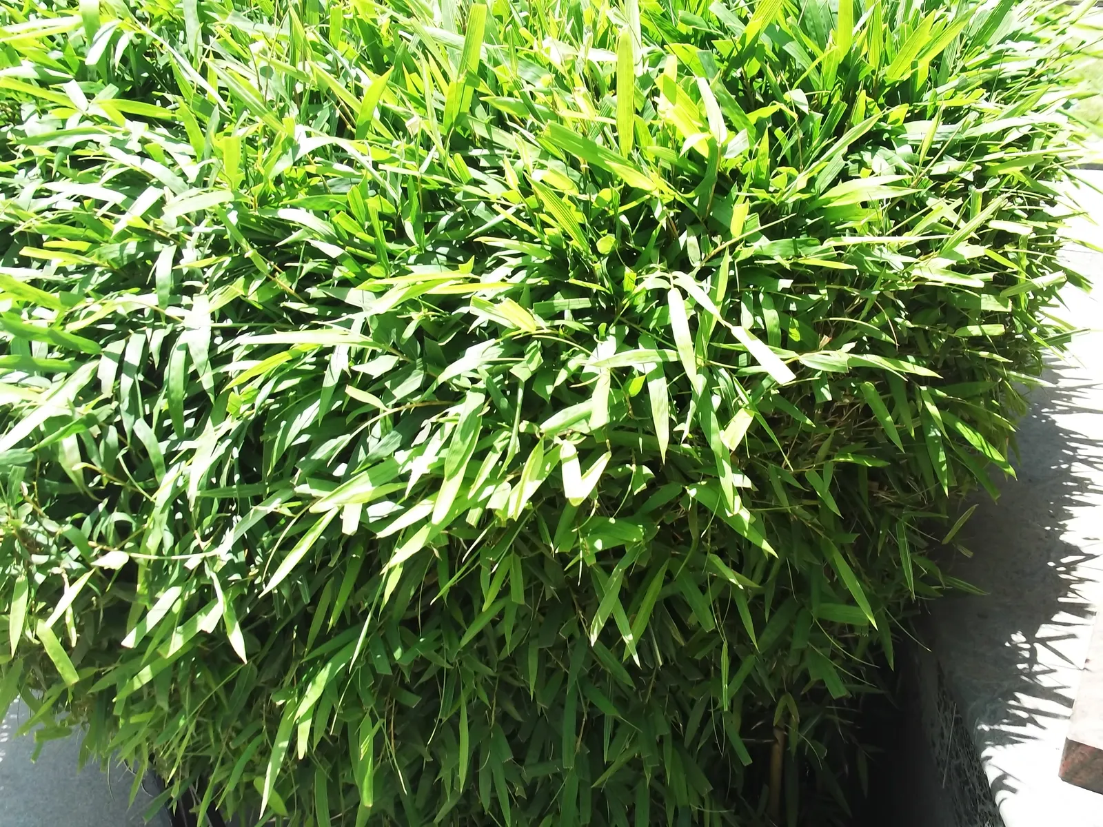 Alphonse Karr Bamboo (Bambusa Multiplex 'Alphonse Karr') — This variant's dense foliage provides an effective noise barrier and windbreak