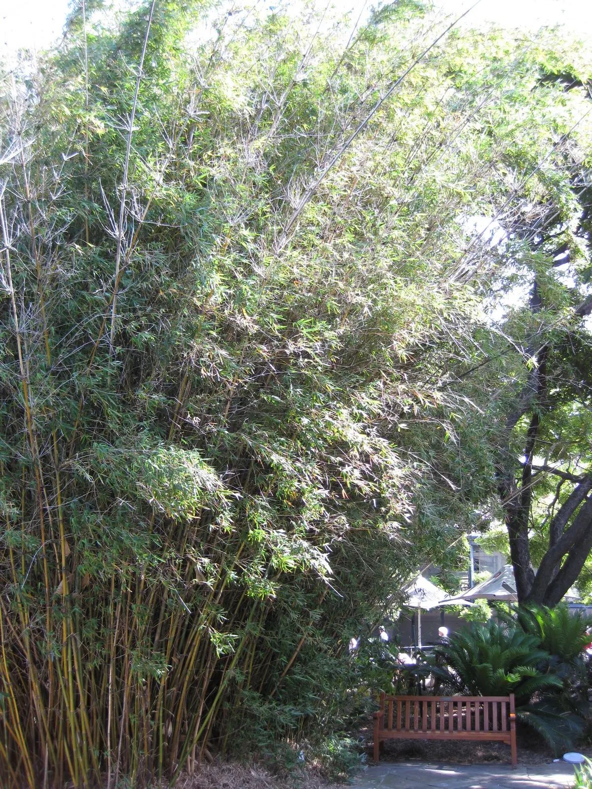Alphonse Karr Bamboo (Bambusa Multiplex 'Alphonse Karr') — with the added advantage of being evergreen; usually around 6 to 8 feet in diameter
