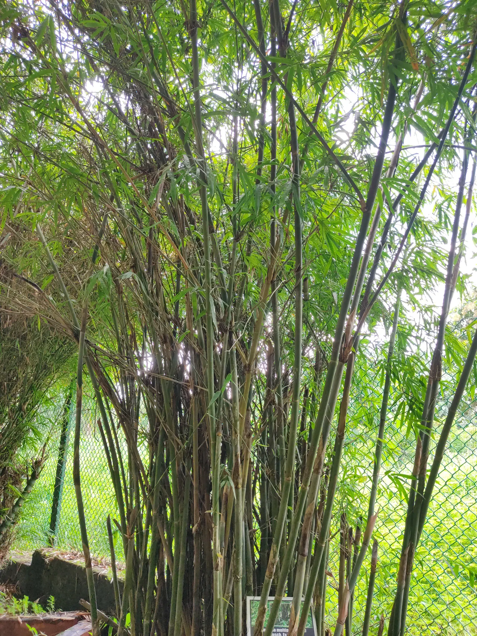 Alphonse Karr Bamboo (Bambusa Multiplex 'Alphonse Karr') — Distinct for its vibrant culms