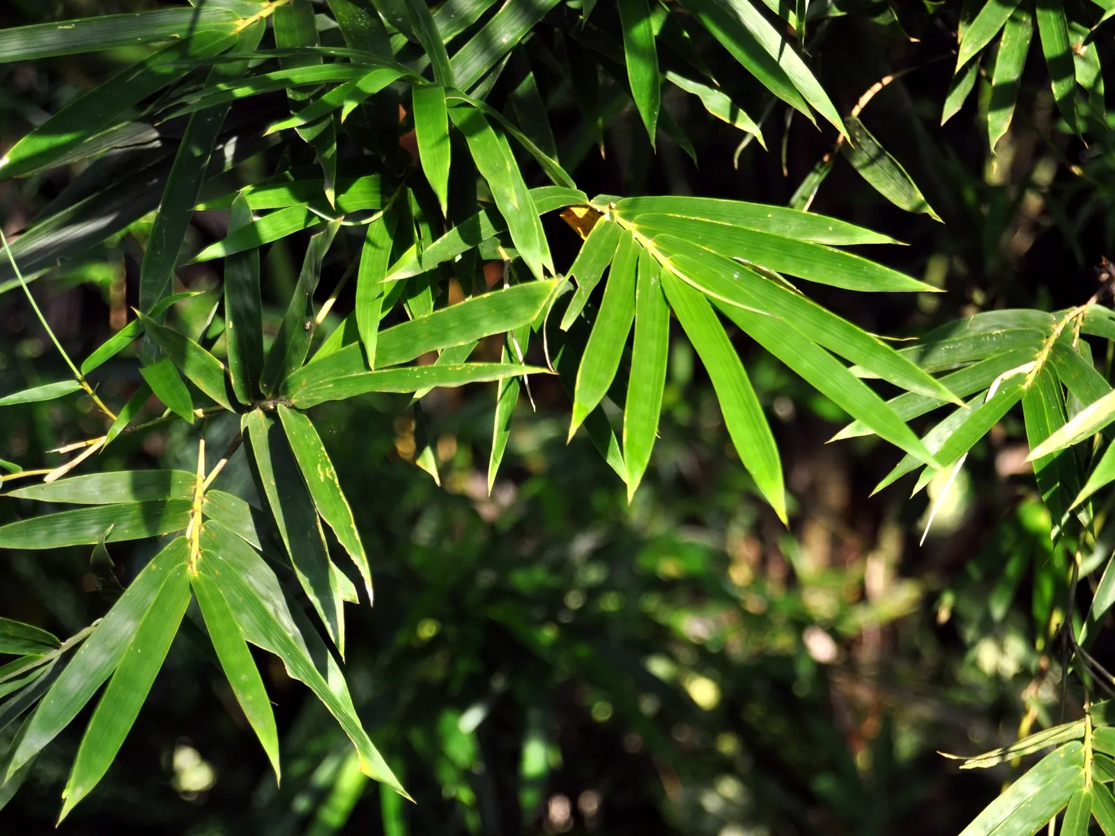 Alphonse Karr Bamboo (Bambusa Multiplex 'Alphonse Karr') — or focal points in landscapes