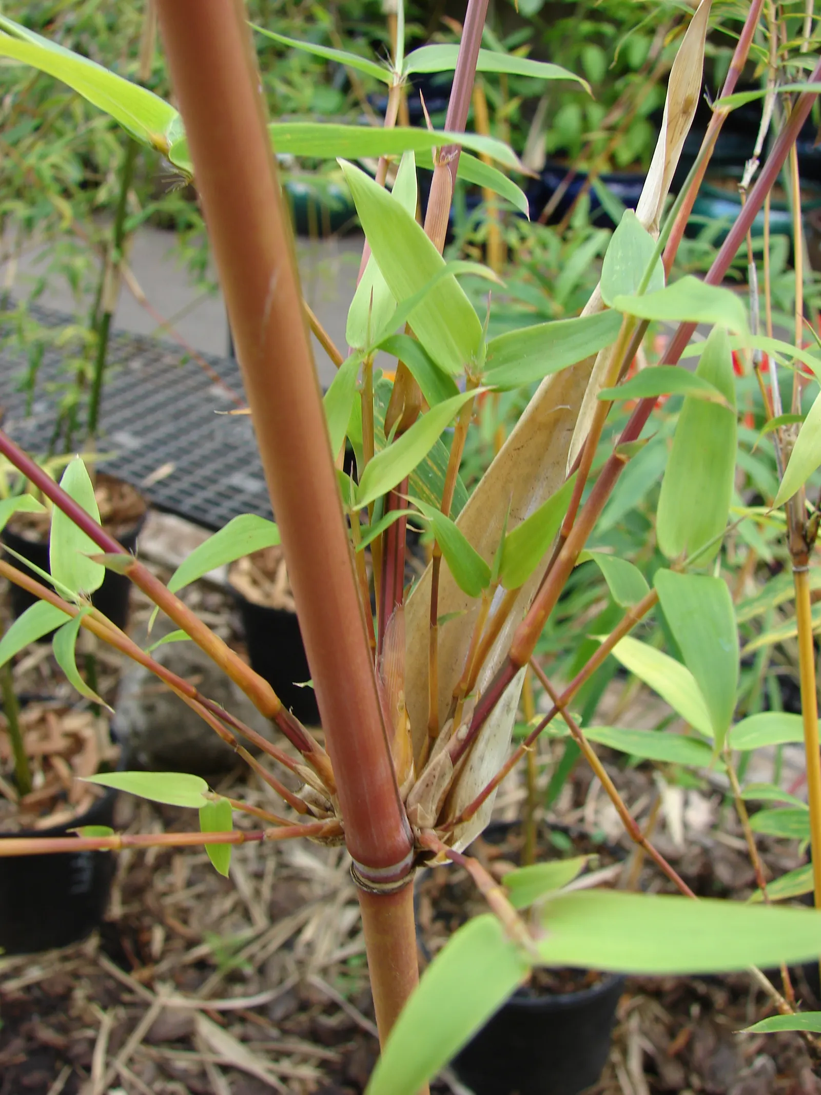 Alphonse Karr Bamboo (Bambusa Multiplex 'Alphonse Karr') — usually around 6 to 8 feet in diameter