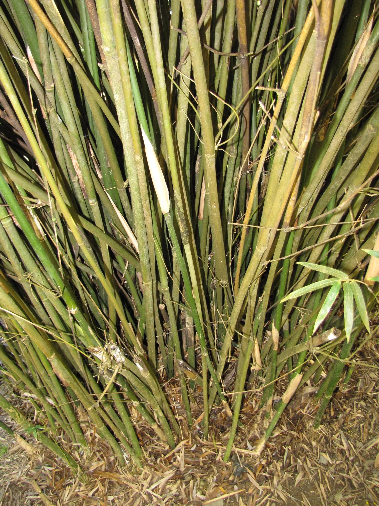 Alphonse Karr Bamboo (Bambusa Multiplex 'Alphonse Karr') — well-draining soil will promote healthy growth; bamboo / shrub for full or half