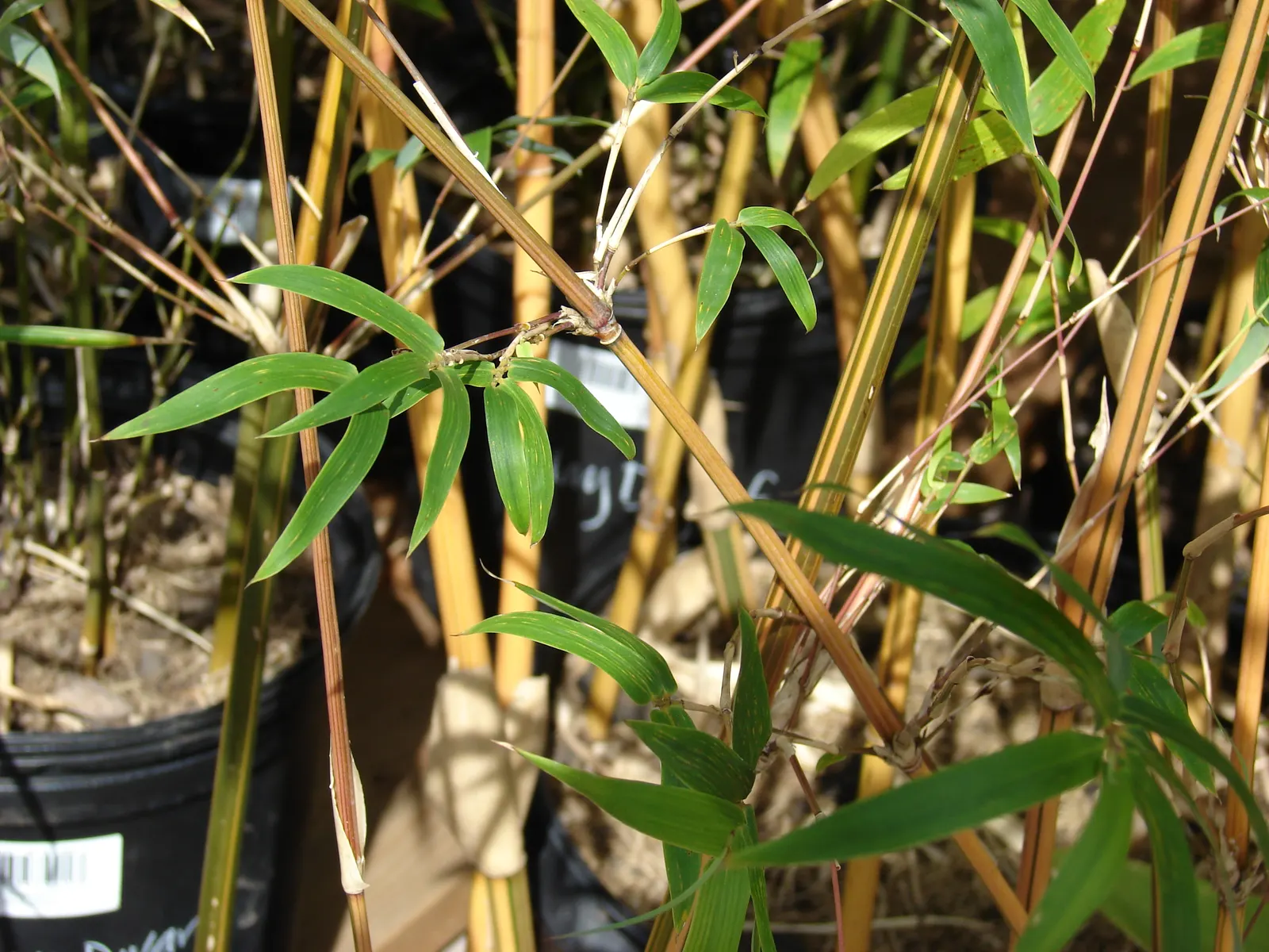 Alphonse Karr Bamboo (Bambusa Multiplex 'Alphonse Karr') — This non-invasive species reaches typical mature heights of 15-25 feet with a spread of, image 25