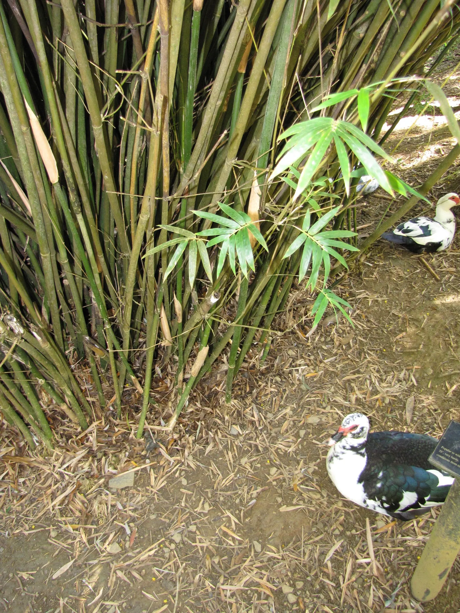 Alphonse Karr Bamboo (Bambusa Multiplex 'Alphonse Karr') — and although it tolerates drought