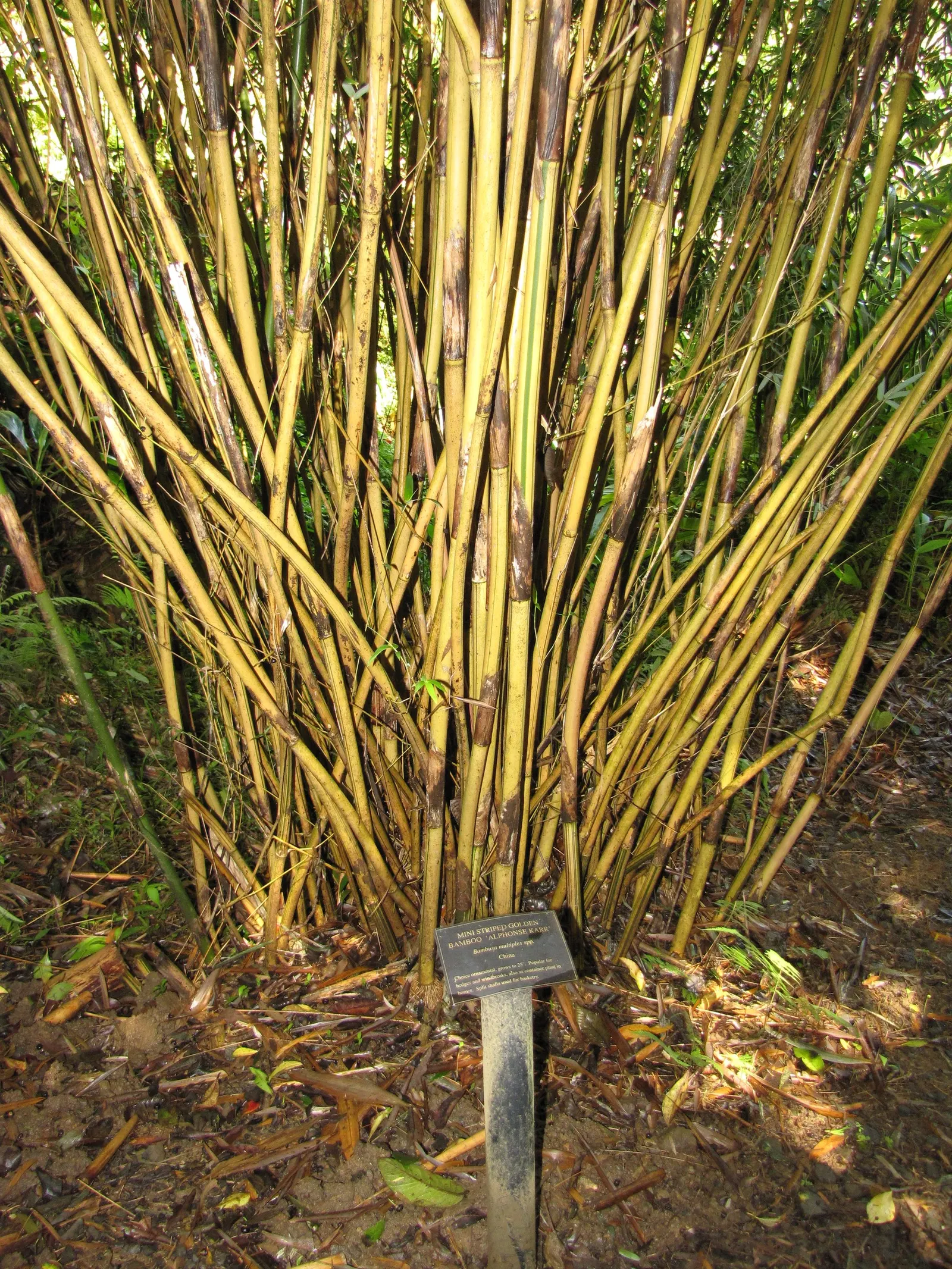 Alphonse Karr Bamboo (Bambusa Multiplex 'Alphonse Karr') — With its low maintenance and high visual impact
