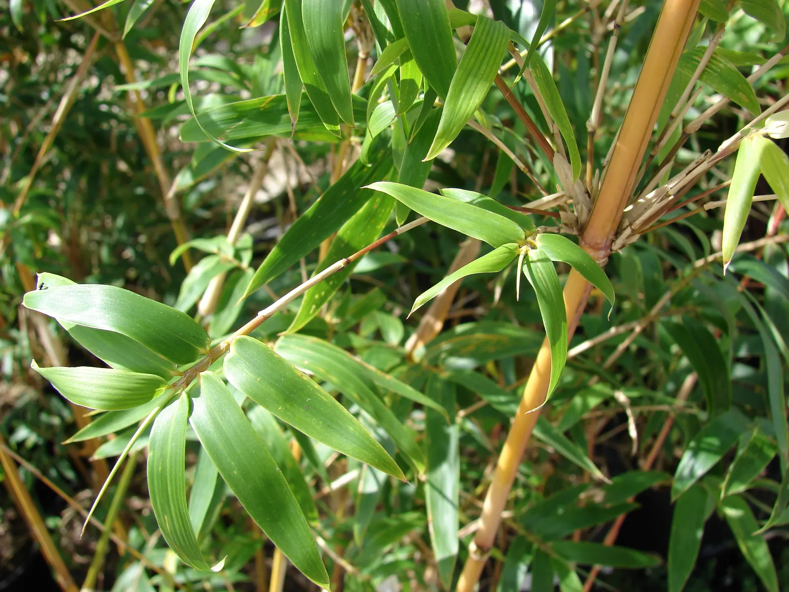 Alphonse Karr Bamboo (Bambusa Multiplex 'Alphonse Karr') — which exhibit a unique pattern of green stripes on a yellow-golden background