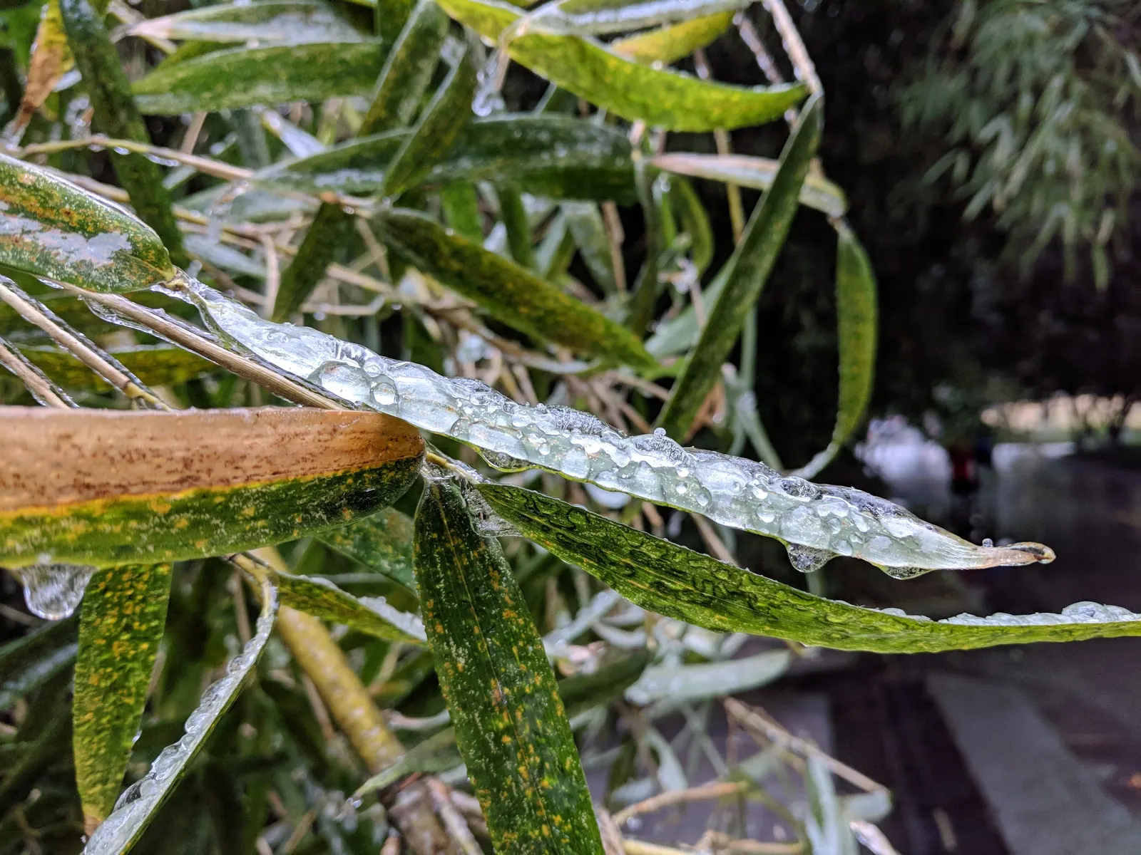 Alphonse Karr Bamboo (Bambusa Multiplex 'Alphonse Karr') — The culms are relatively slender, generally measuring between 0.75 to 1.25 inches in diameter; this