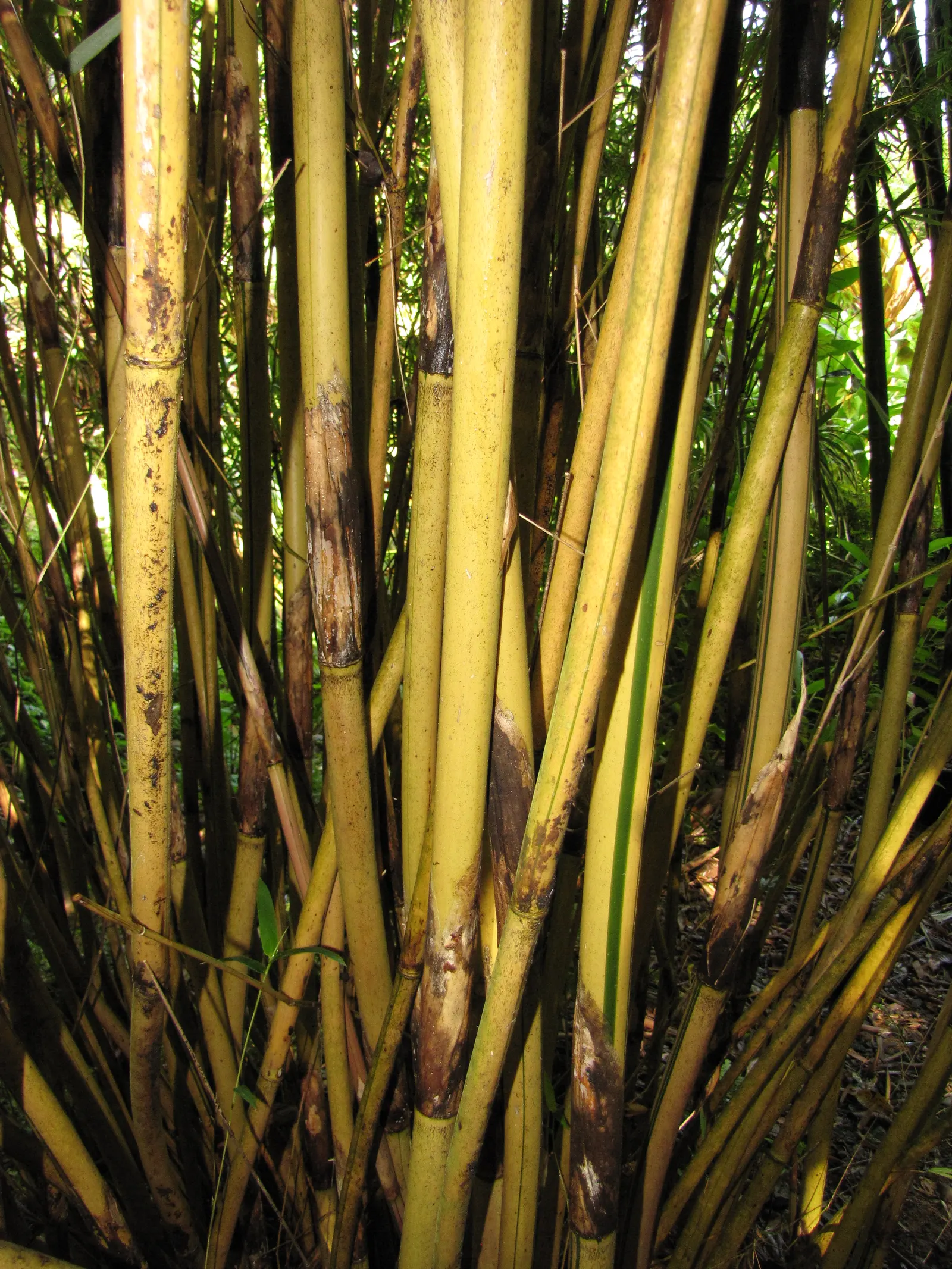 Alphonse Karr Bamboo (Bambusa Multiplex 'Alphonse Karr') — is a visually striking clumping bamboo