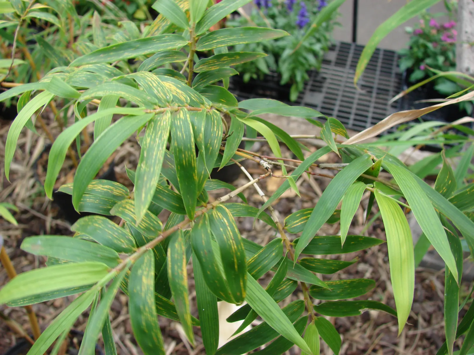 Alphonse Karr Bamboo (Bambusa Multiplex 'Alphonse Karr') — Ideal for privacy screens