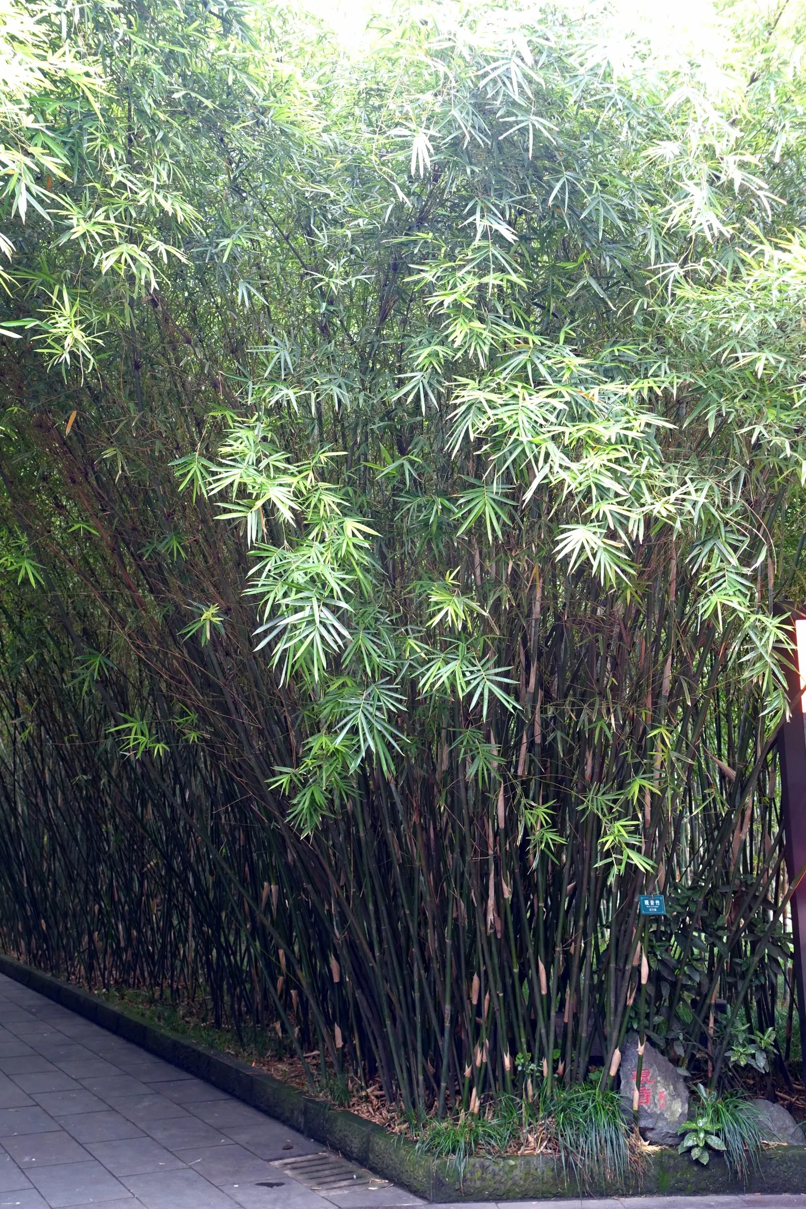 Alphonse Karr Bamboo (Bambusa Multiplex 'Alphonse Karr') — making it an excellent choice for residential gardens