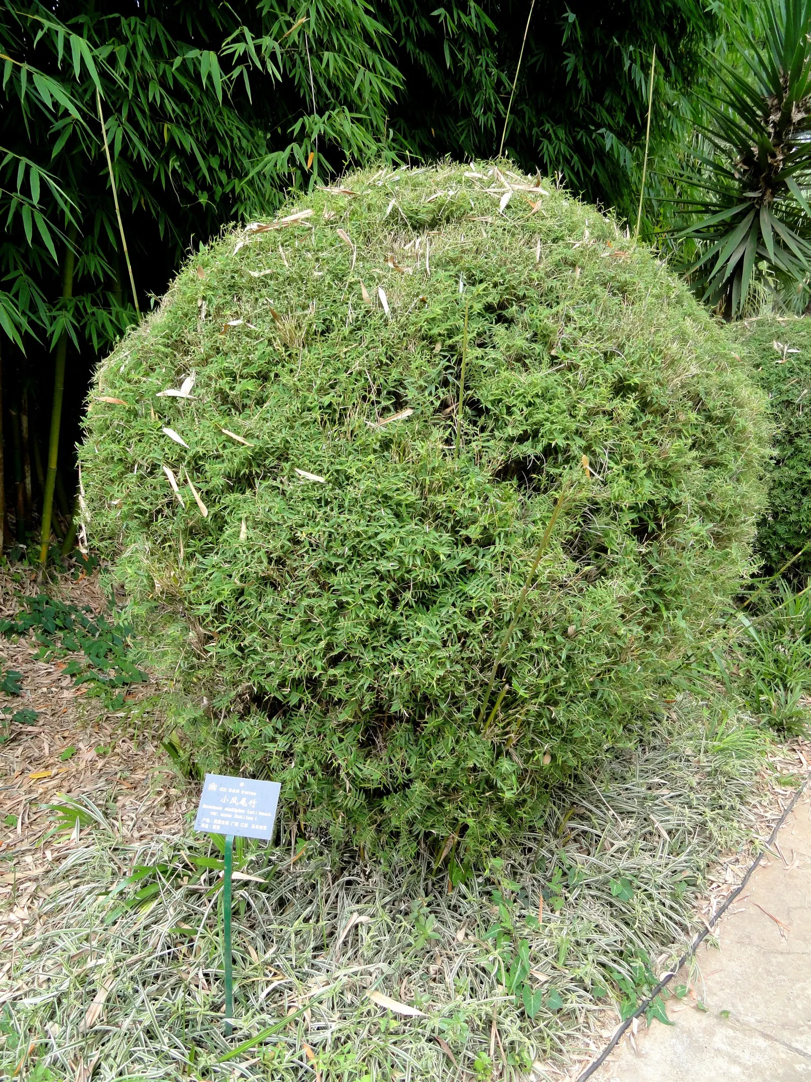 Alphonse Karr Bamboo (Bambusa Multiplex 'Alphonse Karr') — with a moderate growth rate that allows for manageable maintenance