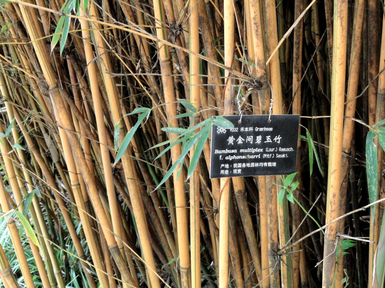 Alphonse Karr Bamboo (Bambusa Multiplex 'Alphonse Karr') — it will not invade spaces uncontrollably