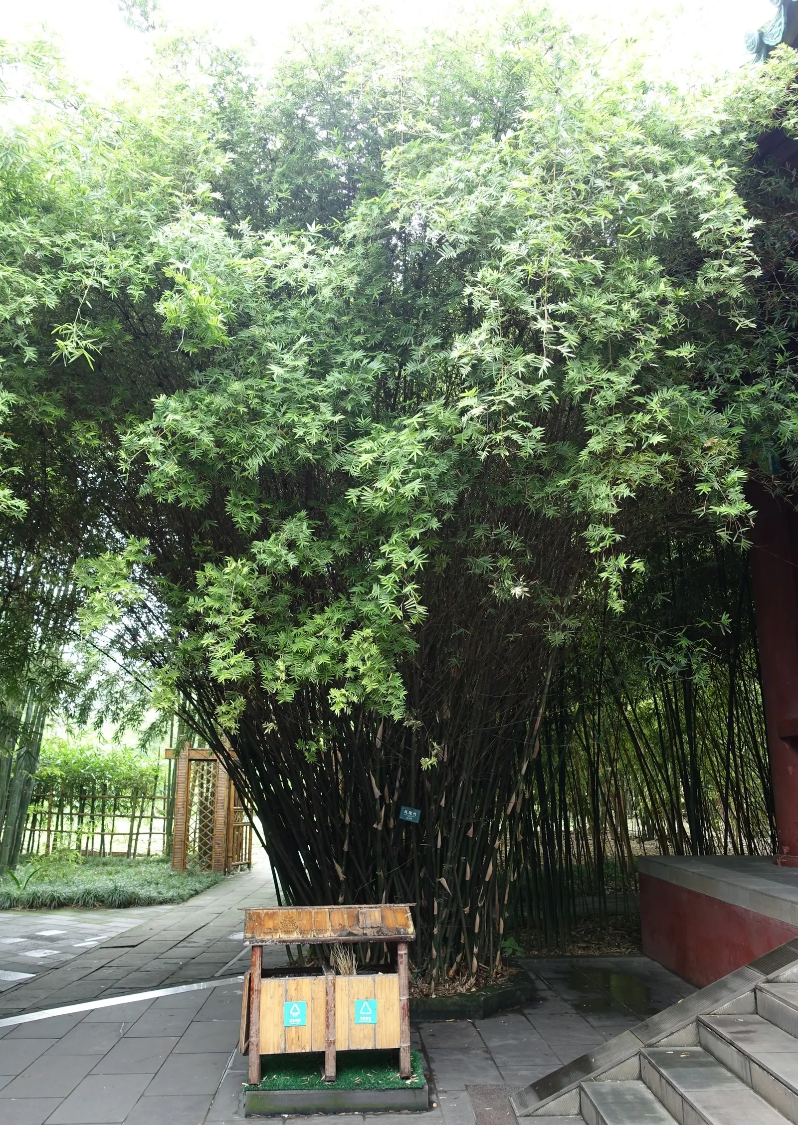 Alphonse Karr Bamboo (Bambusa Multiplex 'Alphonse Karr') — allow sufficient space for its mature spread