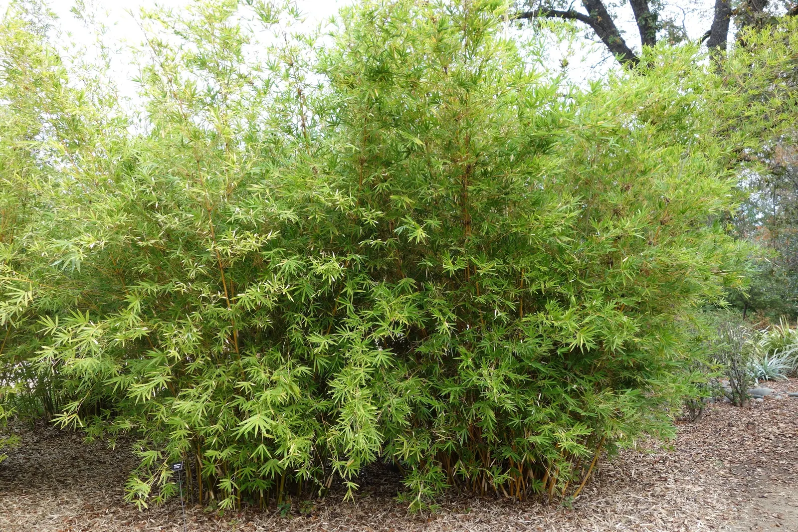 Alphonse Karr Bamboo (Bambusa Multiplex 'Alphonse Karr') — it's cold-hardy and adaptable but prefers full sun to partial shade