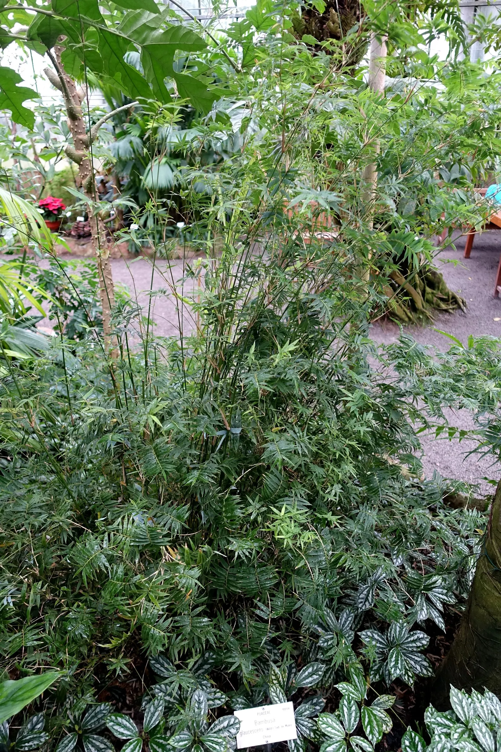 Alphonse Karr Bamboo (Bambusa Multiplex 'Alphonse Karr') — sought after for its ornamental qualities and effectiveness as a privacy screen or hedge