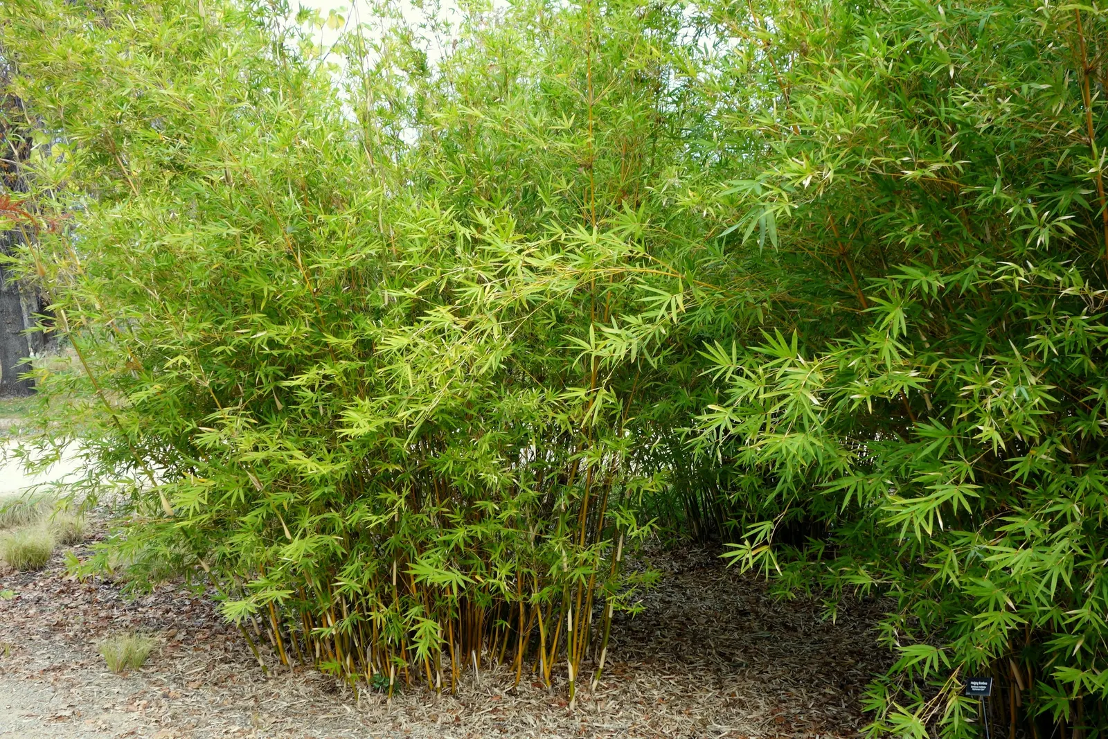 Alphonse Karr Bamboo (Bambusa Multiplex 'Alphonse Karr') — bamboo / shrub for full or half
