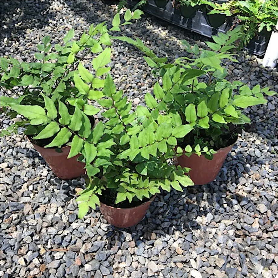 Dwarf Holly Fern (Cyrtomium fortunei) — The Cyrtomium fortune is a compact holly fern with arching