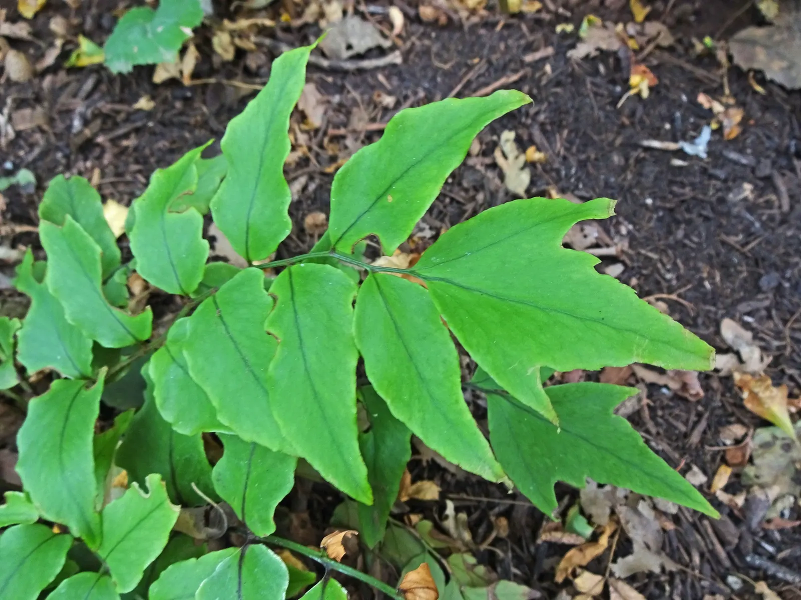 Dwarf Holly Fern (Cyrtomium fortunei) — Useful as a container filler, border accent, or houseplant