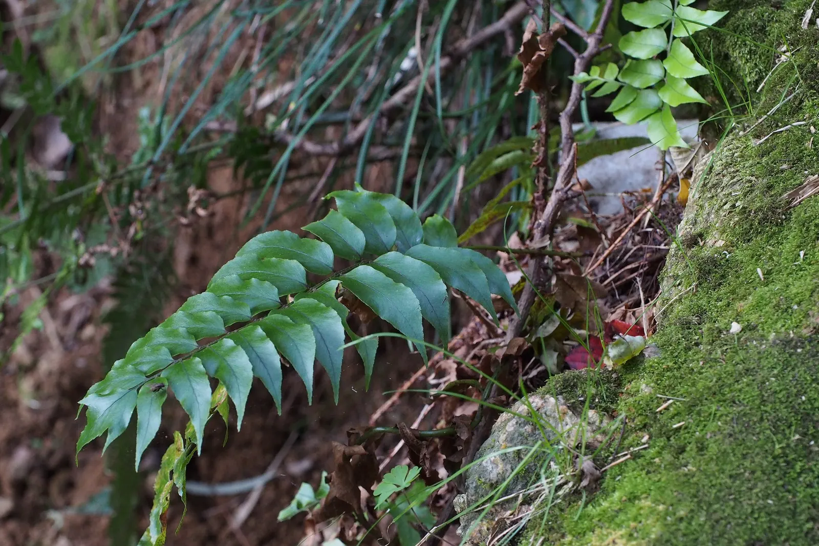 Dwarf Holly Fern (Cyrtomium fortunei) — is a refined foliage plant from the Proven Winners® collection