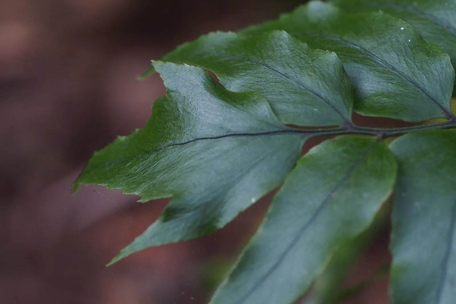 Dwarf Holly Fern (Cyrtomium fortunei) — valued for its clean architecture and quietly luminous green fronds