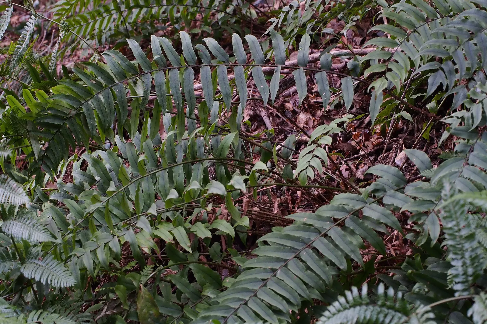 Dwarf Holly Fern (Cyrtomium fortunei) — it is often enjoyed as a warm-season annual or brought indoors as a houseplant