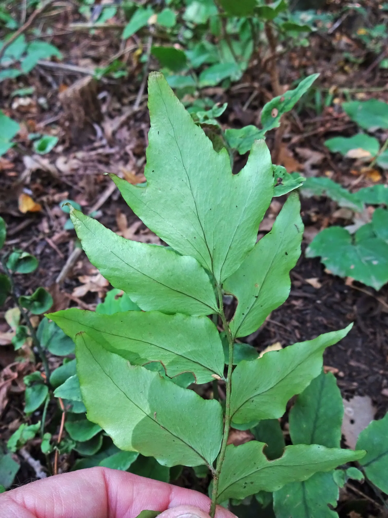 Dwarf Holly Fern (Cyrtomium fortunei) — commonly referred to as Dwarf Holly Fern
