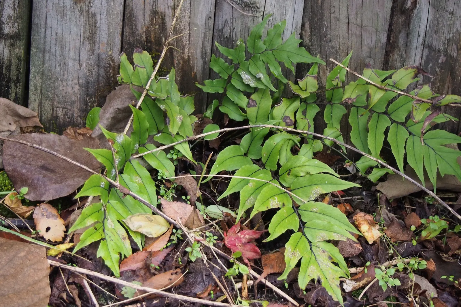 Dwarf Holly Fern (Cyrtomium fortunei) — Average watering is usually sufficient once established