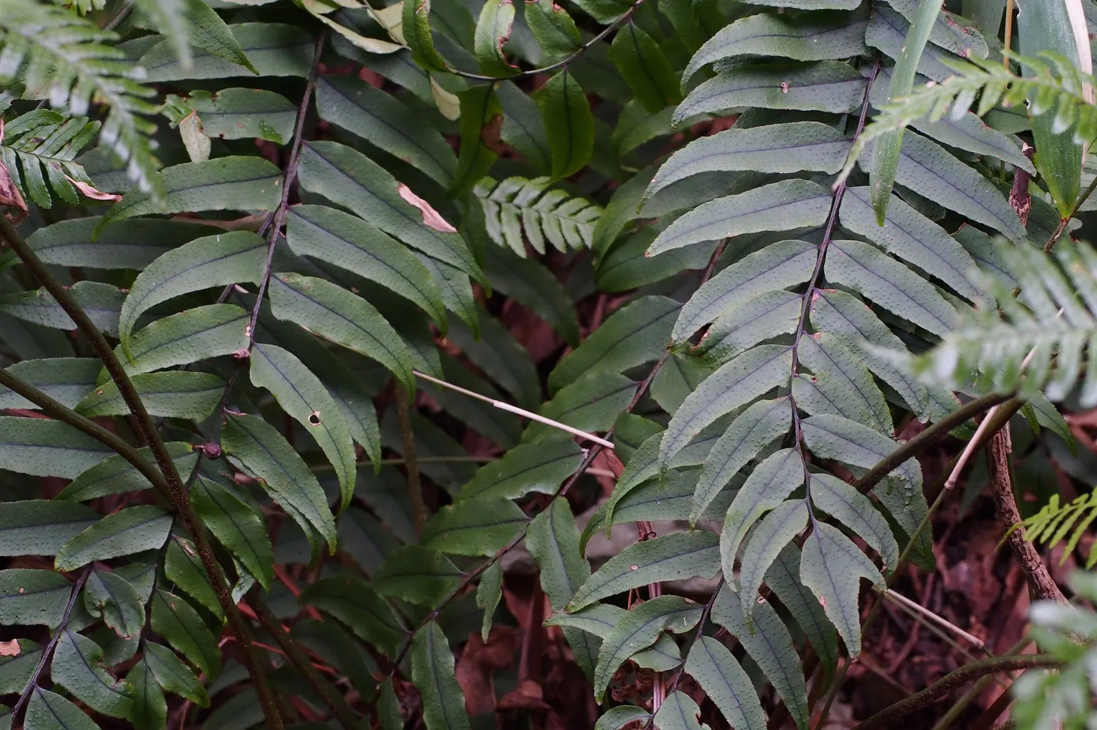 Dwarf Holly Fern (Cyrtomium fortunei) — it can remain evergreen and is generally hardy in USDA Zones 8 through 10; elsewhere