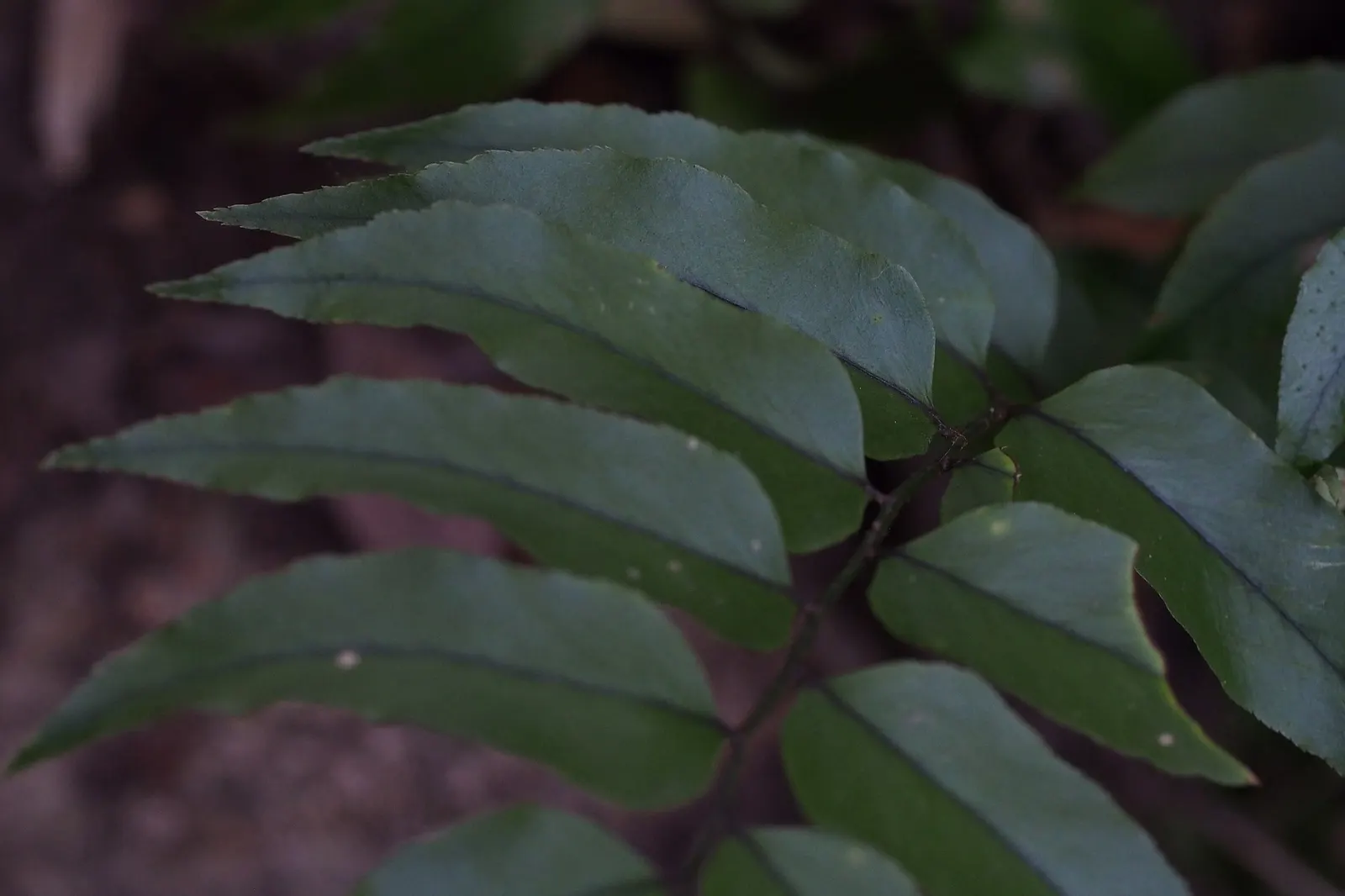 Dwarf Holly Fern (Cyrtomium fortunei) — Rather than relying on flowers