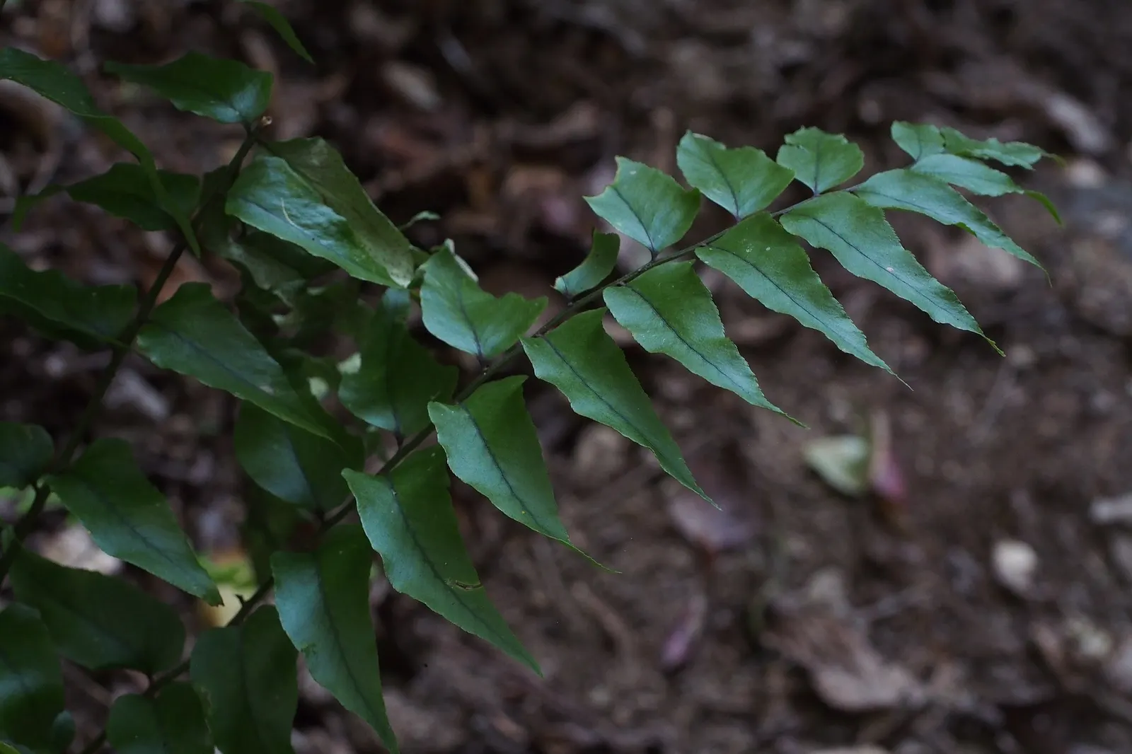 Dwarf Holly Fern (Cyrtomium fortunei) — with fronds that arch outward in a lush yet orderly fashion.<br><br> Compact but satisfyingly full