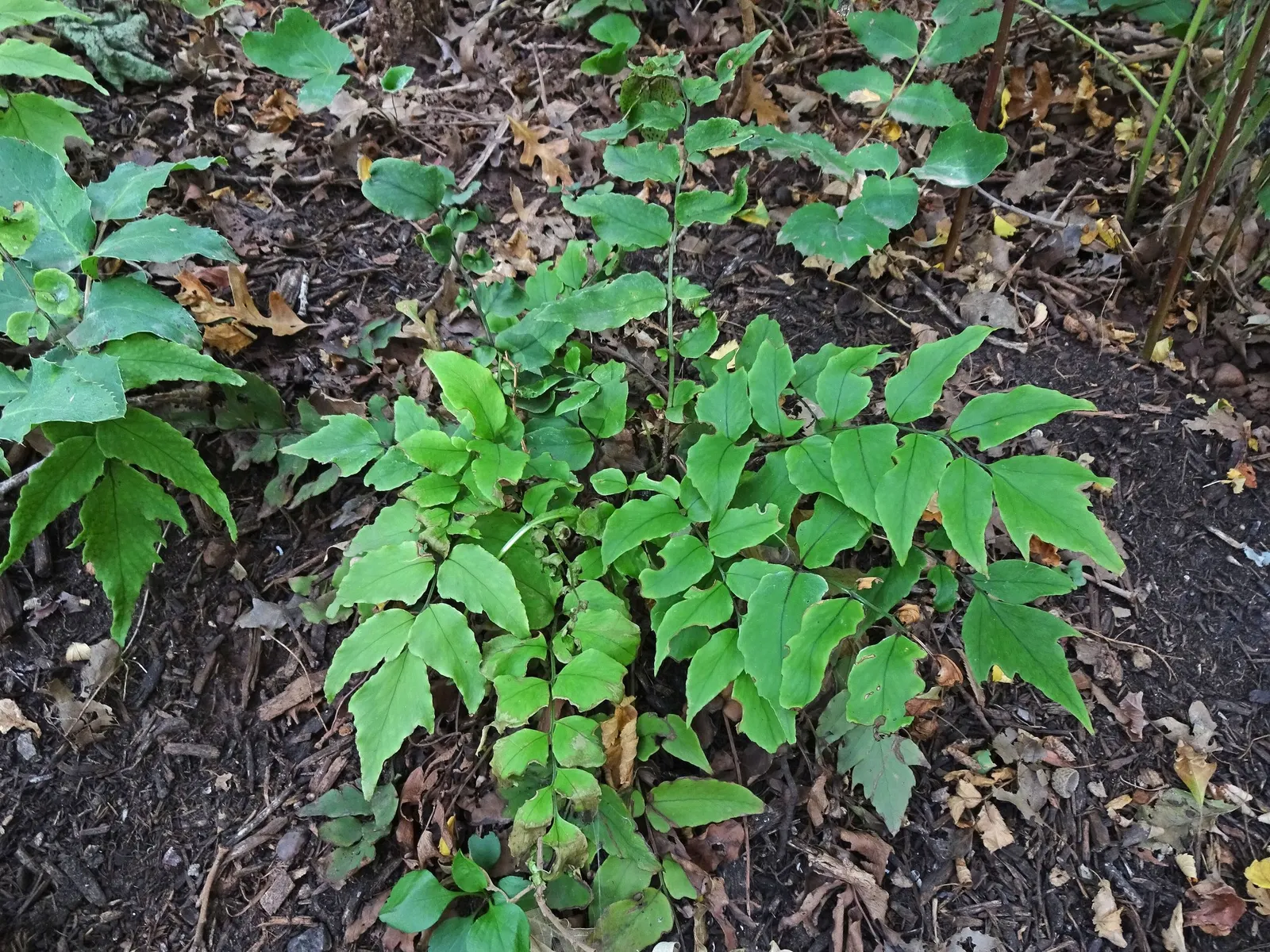 Dwarf Holly Fern (Cyrtomium fortunei) — Site in bright indirect light or part shade to shade, with moist, well-drained soil and average water