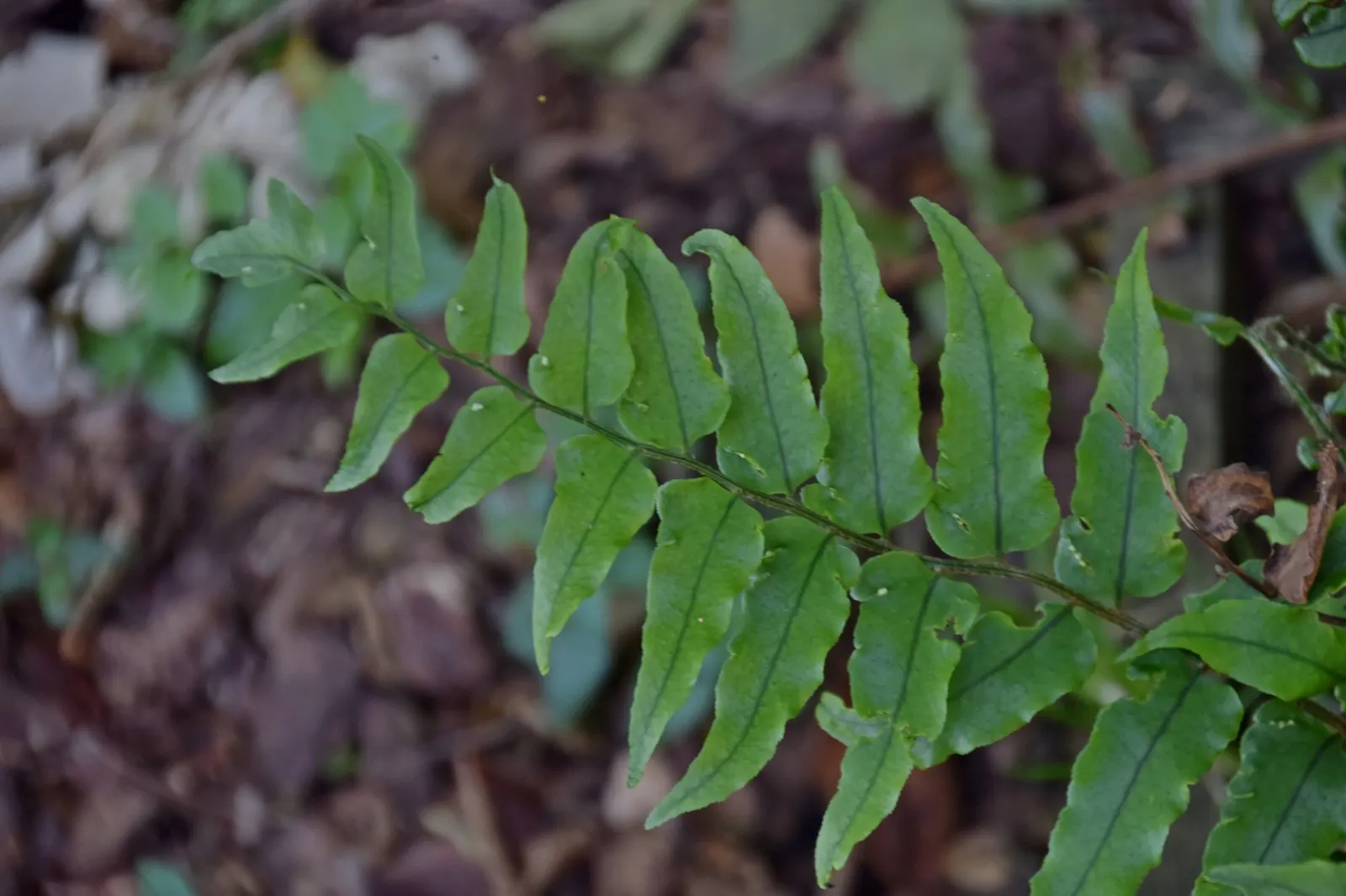 Dwarf Holly Fern (Cyrtomium fortunei) — It matures at 10-24 inches tall and 24-36 inches wide