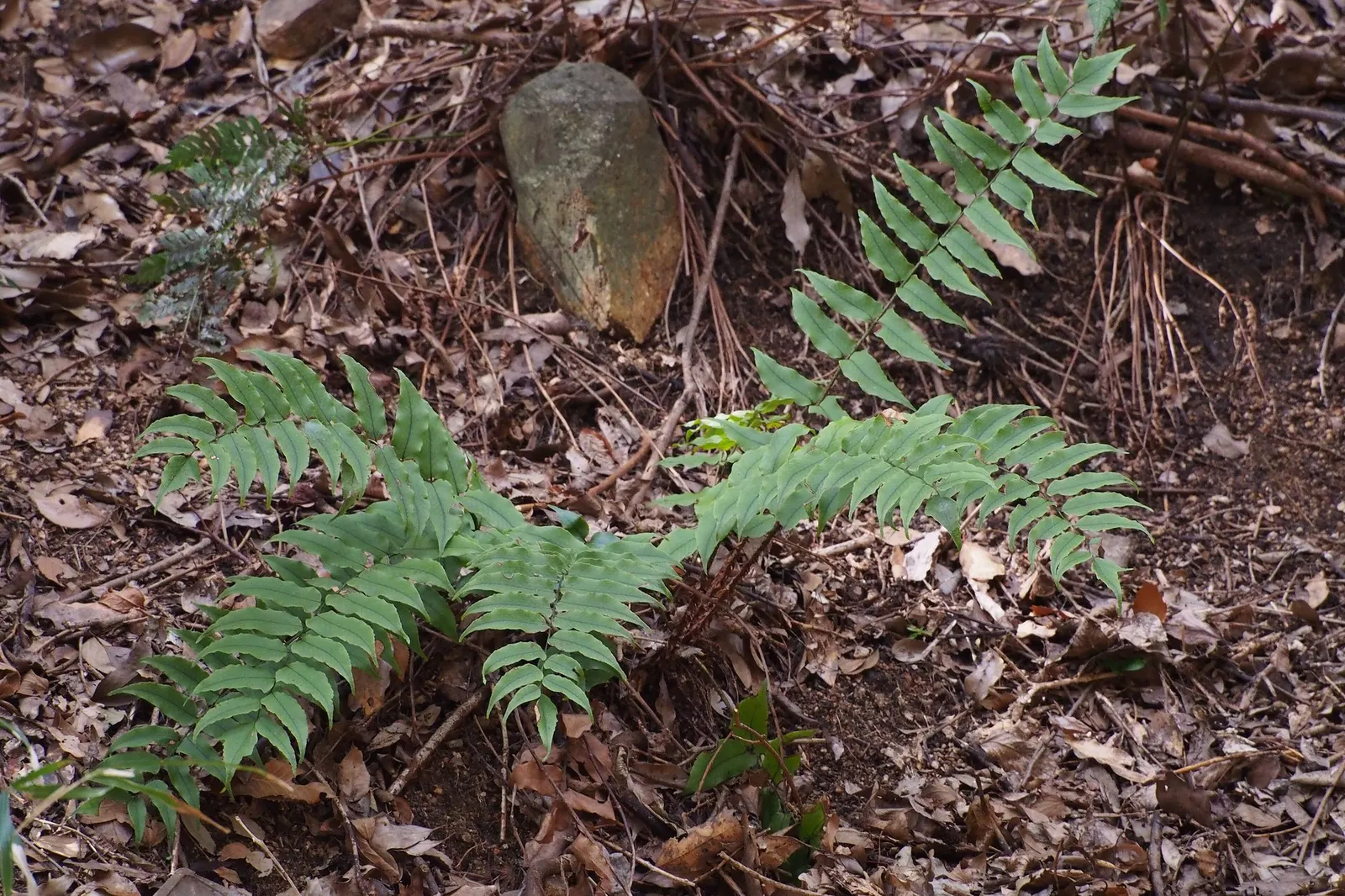 Dwarf Holly Fern (Cyrtomium fortunei) — leafy presence is needed without heaviness