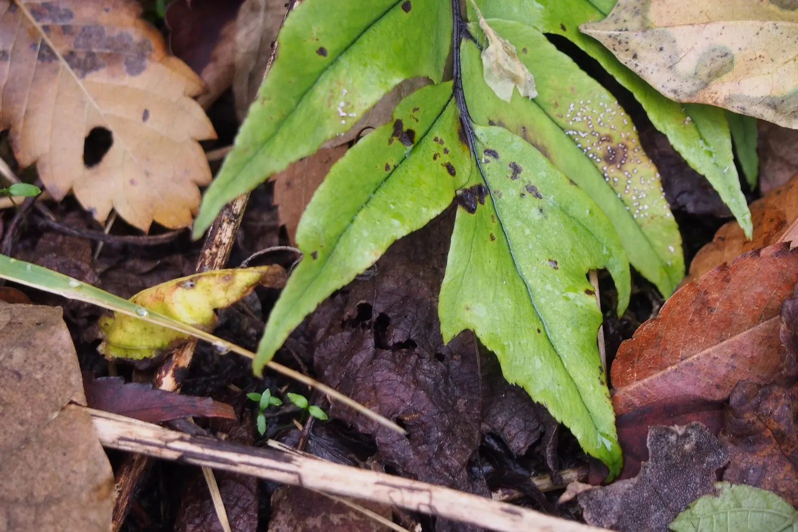Dwarf Holly Fern (Cyrtomium fortunei) — It prefers evenly moist, well-drained soil—never boggy, but not allowed to dry out completely for long periods
