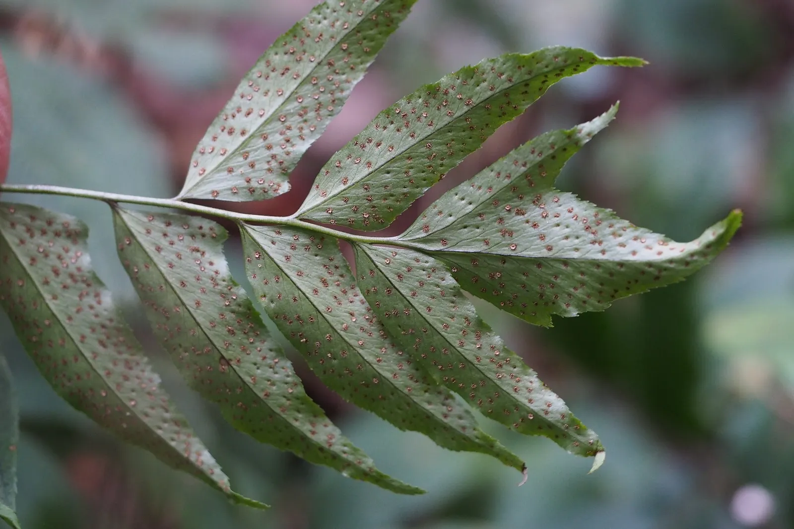 Dwarf Holly Fern (Cyrtomium fortunei) — Deadheading is unnecessary