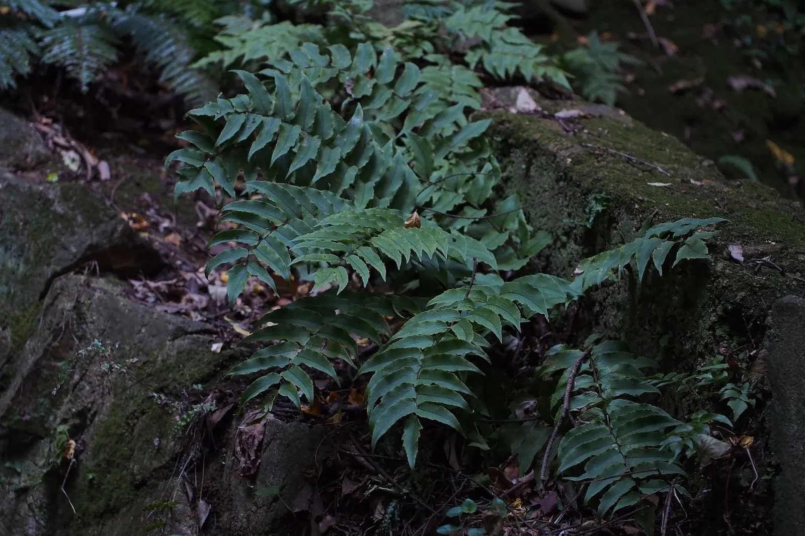Dwarf Holly Fern (Cyrtomium fortunei) — Its leaflets have a slightly holly-like character—structured