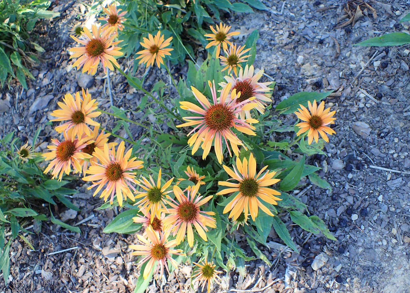 Big Kahuna Coneflower (Echinacea 'Big Kahuna') — orange blooms with a cone-like brown center