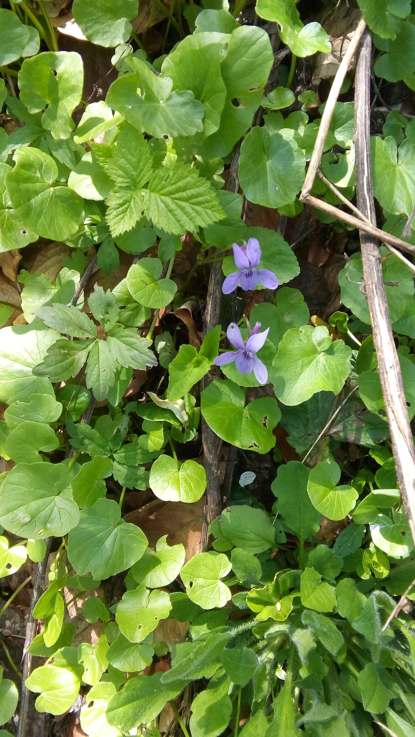 Sweet Violet (Viola Odorata) — This native of Europe and Asia Minor requires moist, well-drained soil, rich in organic matter; ground cover /, image 86