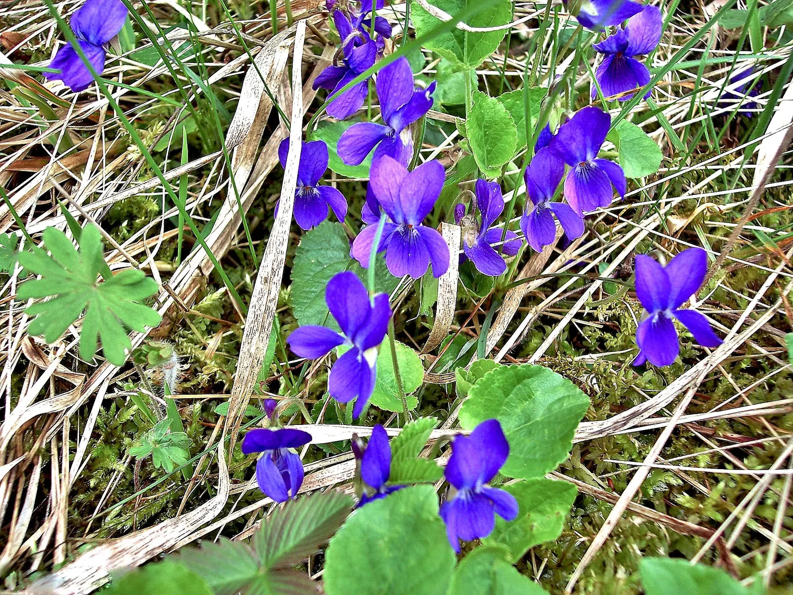 Sweet Violet (Viola Odorata) — low-lying carpet of foliage; viola odorata prefers partial to full shade, image 81